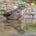 Haussperling (Passer domesticus) Weibchen