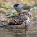 Haussperling (Passer domesticus) Weibchen