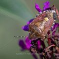 Beerenwanze (Dolycoris baccarum)