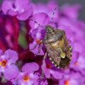 Beerenwanze (Dolycoris baccarum)