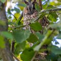 Waldohreule (Asio otus)