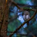 Sperlingskauz (Glaucidium passerinum)