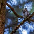Sperlingskauz (Glaucidium passerinum)