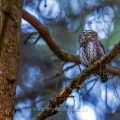 Sperlingskauz (Glaucidium passerinum)