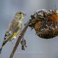 Grünfink (Carduelis chloris)