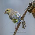 Grünfink (Carduelis chloris)