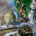 Zilpzalp (Phylloscopus collybita)