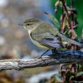 Zilpzalp (Phylloscopus collybita)