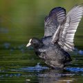 Bläßhuhn (Fulica atra)