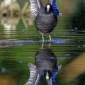 Bläßhuhn (Fulica atra)