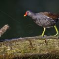Teichhuhn (Gallinula chloropus) - auf dem Laufsteg