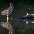 Teichhuhn (Gallinula chloropus)