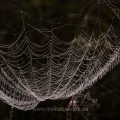 Spinnennetz im Gegenlicht