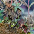 Blaugrüne Mosaikjungfer (Aeshna cyanea) Weibchen beim Eierlegen