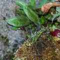 Blaugrüne Mosaikjungfer (Aeshna cyanea) Weibchen beim Eierlegen