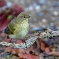 Fitis (Phylloscopus trochilus)