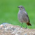 Hausrotschwanz (Phoenicurus ochruros) Weibchen