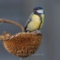 Kohlmeise (parus major)