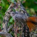 Hausrotschwanz (Phoenicurus ochruros) Weibchen