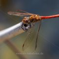 Gemeine Heidelibelle (Sympetrum vulgatum)