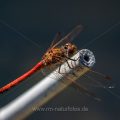 Gemeine Heidelibelle (Sympetrum vulgatum)