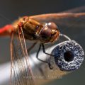 Gemeine Heidelibelle (Sympetrum vulgatum)