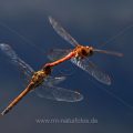Gemeine Heidelibelle (Sympetrum vulgatum)