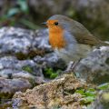 Rotkehlchen (Erithacus rubecula)