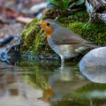 Rotkehlchen (Erithacus rubecula)