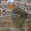 Rotkehlchen (Erithacus rubecula)
