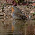 Rotkehlchen (Erithacus rubecula)