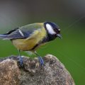 Kohlmeise (parus major)