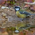 Kohlmeise (parus major) am Vogelbad