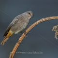 Hausrotschwanz (Phoenicurus ochruros) Weibchen
