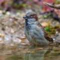 Haussperling (Passer domesticus) Männchen