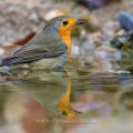 Rotkehlchen (Erithacus rubecula)