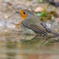 Rotkehlchen (Erithacus rubecula)