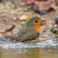 Rotkehlchen (Erithacus rubecula)