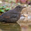 Amsel (Turdus merula) Weibchen
