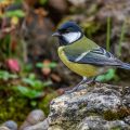 Kohlmeise (parus major) am Vogelbad