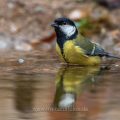 Kohlmeise (parus major) am Vogelbad