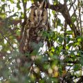 Waldohreule (Asio otus) - Panorama aus drei Bildern