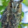 Waldohreule (Asio otus)