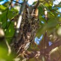 Waldohreule (Asio otus)