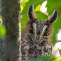 Waldohreule (Asio otus)