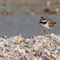 Flußregenpfeifer (Charadrius dubius)