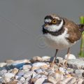 Flußregenpfeifer (Charadrius dubius)