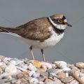 Flußregenpfeifer (Charadrius dubius)