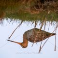 Uferschnepfe (Limosa limosa) Spiegelbild