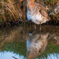 Uferschnepfe (Limosa limosa) Spiegelbild